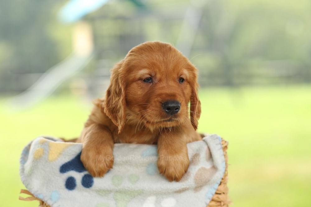 Omar Image of Omar, a Golden Retriever puppy