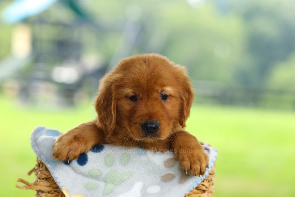 Oscar Image of Oscar, a Golden Retriever puppy