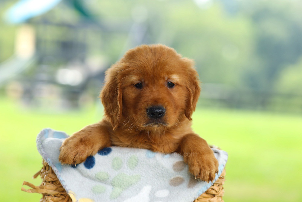 Oscar Image of Oscar, a Golden Retriever puppy