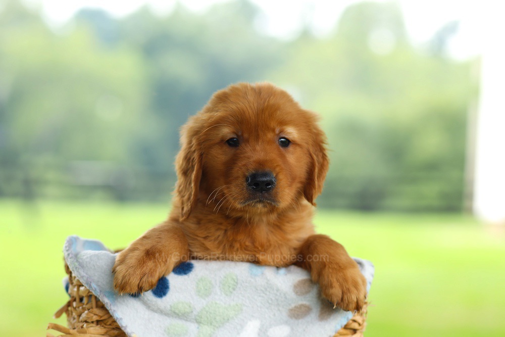 Oscar Image of Oscar, a Golden Retriever puppy