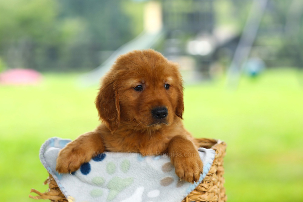Oscar Image of Oscar, a Golden Retriever puppy