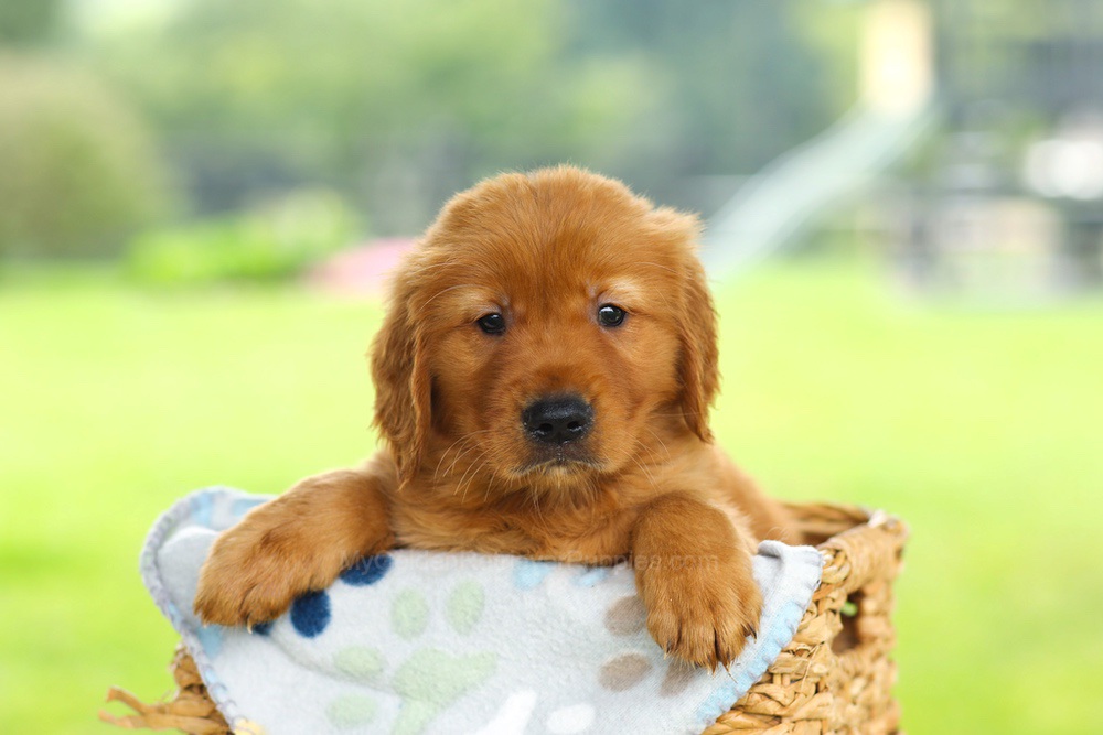 Oscar Image of Oscar, a Golden Retriever puppy