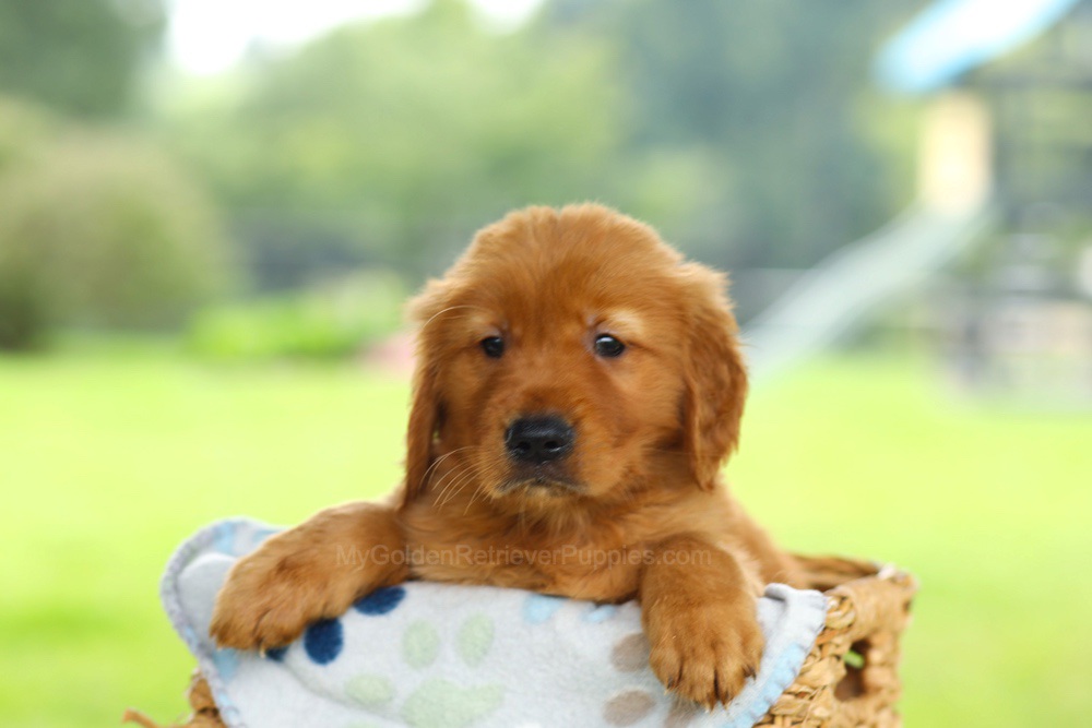Oscar Image of Oscar, a Golden Retriever puppy