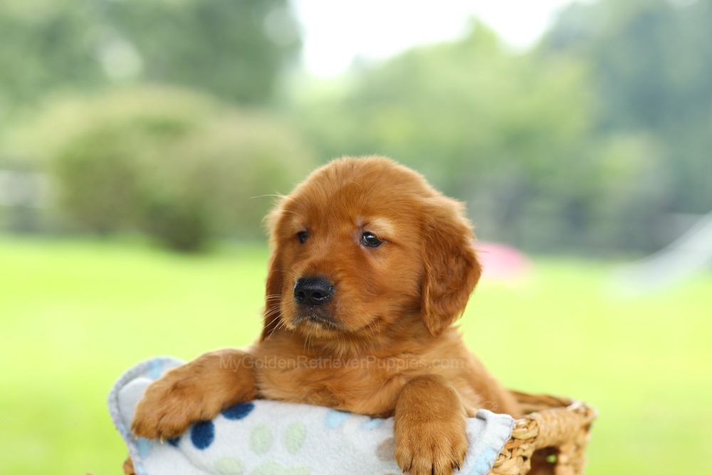 Oscar Image of Oscar, a Golden Retriever puppy