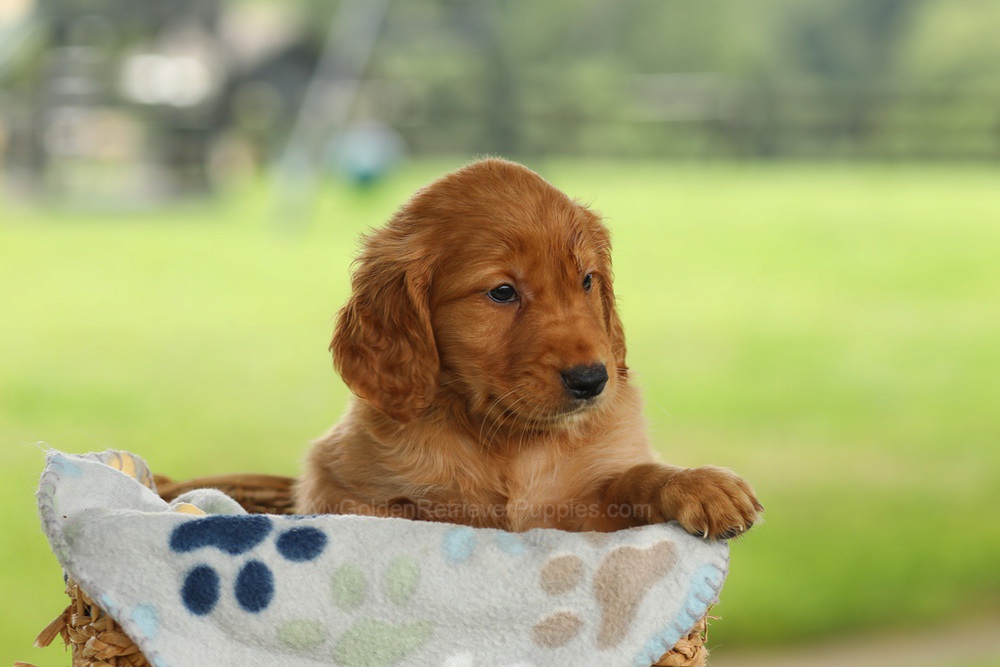 Otto Image of Otto, a Golden Retriever puppy