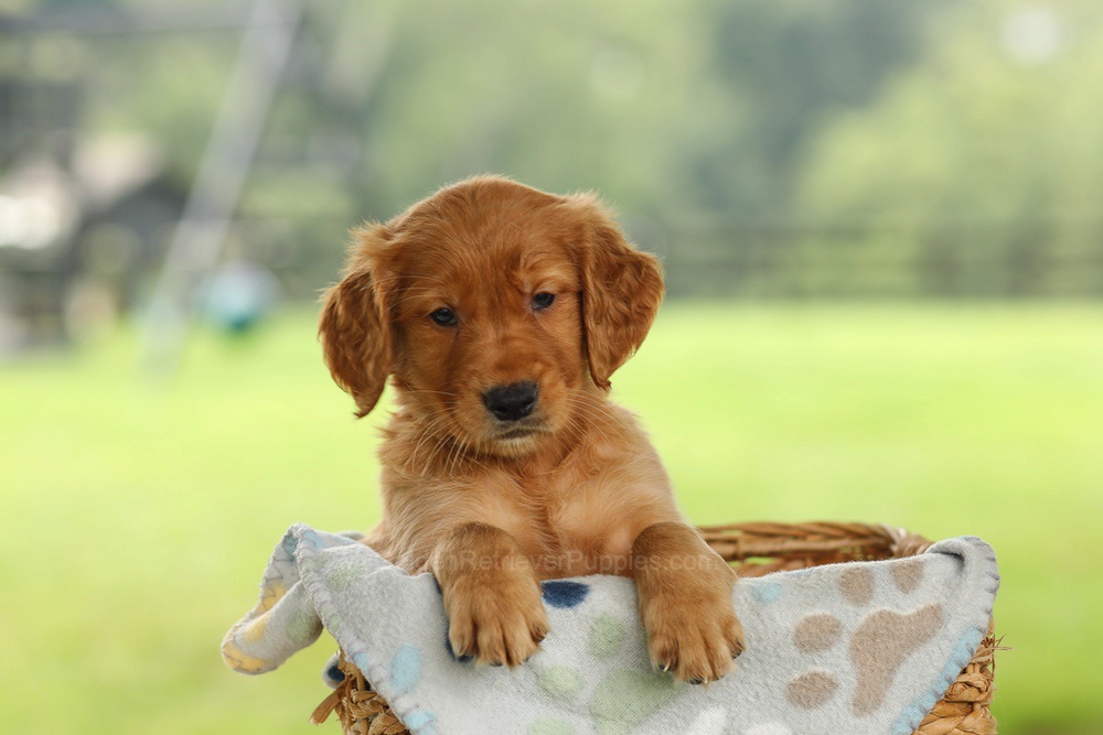 Otto Image of Otto, a Golden Retriever puppy