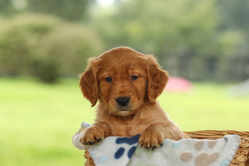 Otto Image of Otto, a Golden Retriever puppy