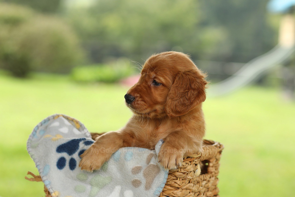 Otto Image of Otto, a Golden Retriever puppy