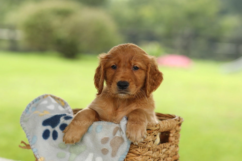 Otto Image of Otto, a Golden Retriever puppy