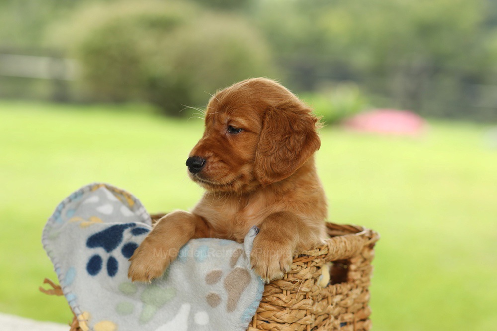 Otto Image of Otto, a Golden Retriever puppy