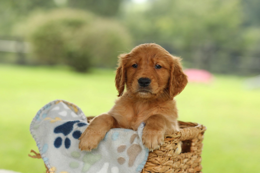 Otto Image of Otto, a Golden Retriever puppy