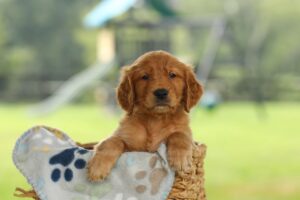 Image of Otto, a Golden Retriever puppy