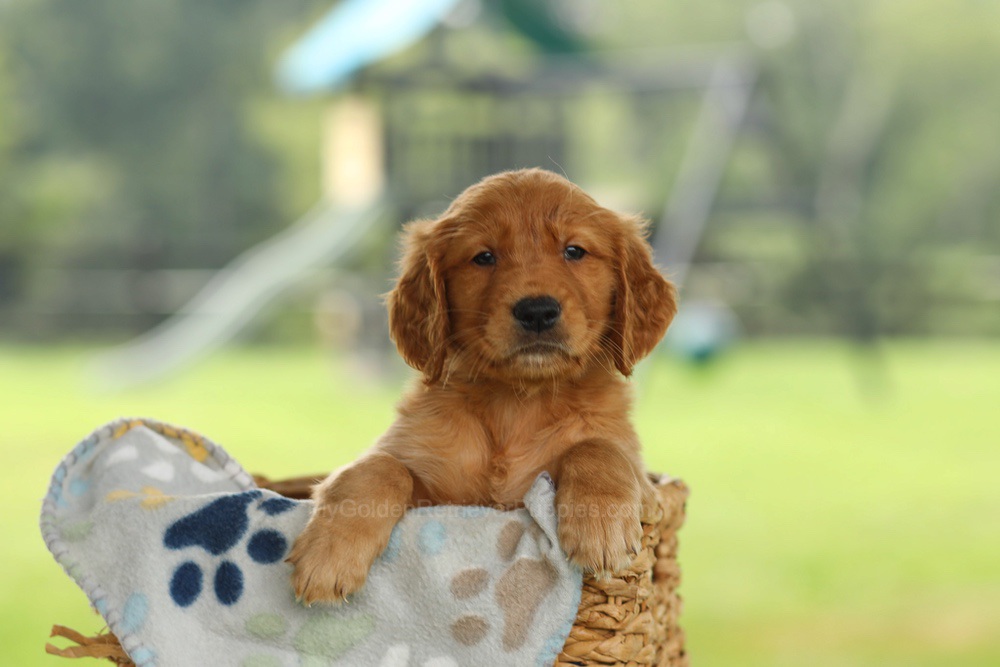Otto Image of Otto, a Golden Retriever puppy