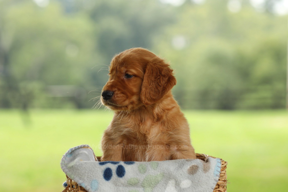 Otto Image of Otto, a Golden Retriever puppy