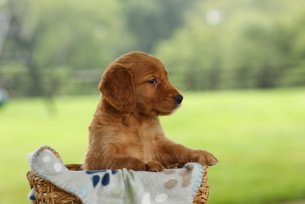 Otto Image of Otto, a Golden Retriever puppy