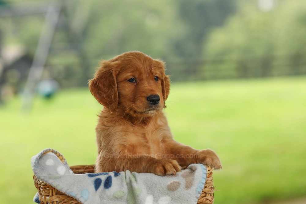 Otto Image of Otto, a Golden Retriever puppy