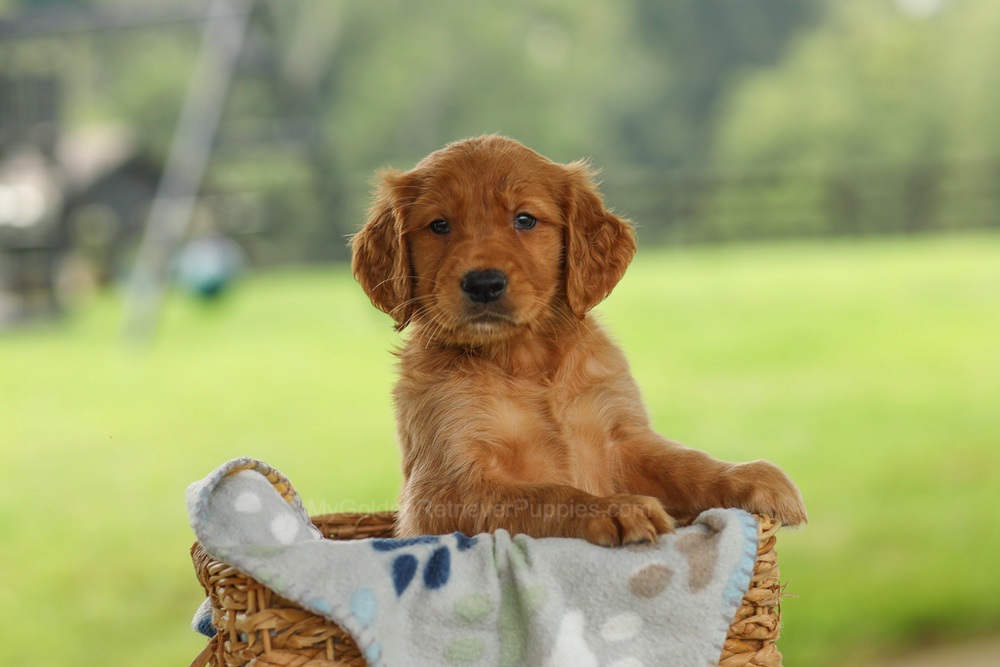 Otto Image of Otto, a Golden Retriever puppy