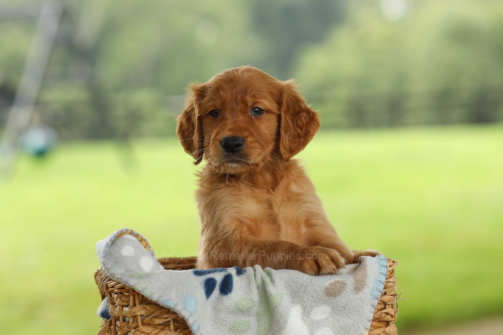 Otto Image of Otto, a Golden Retriever puppy