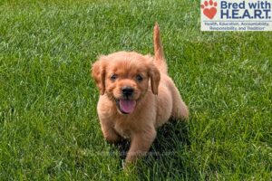Image of Honey, a Golden Retriever puppy