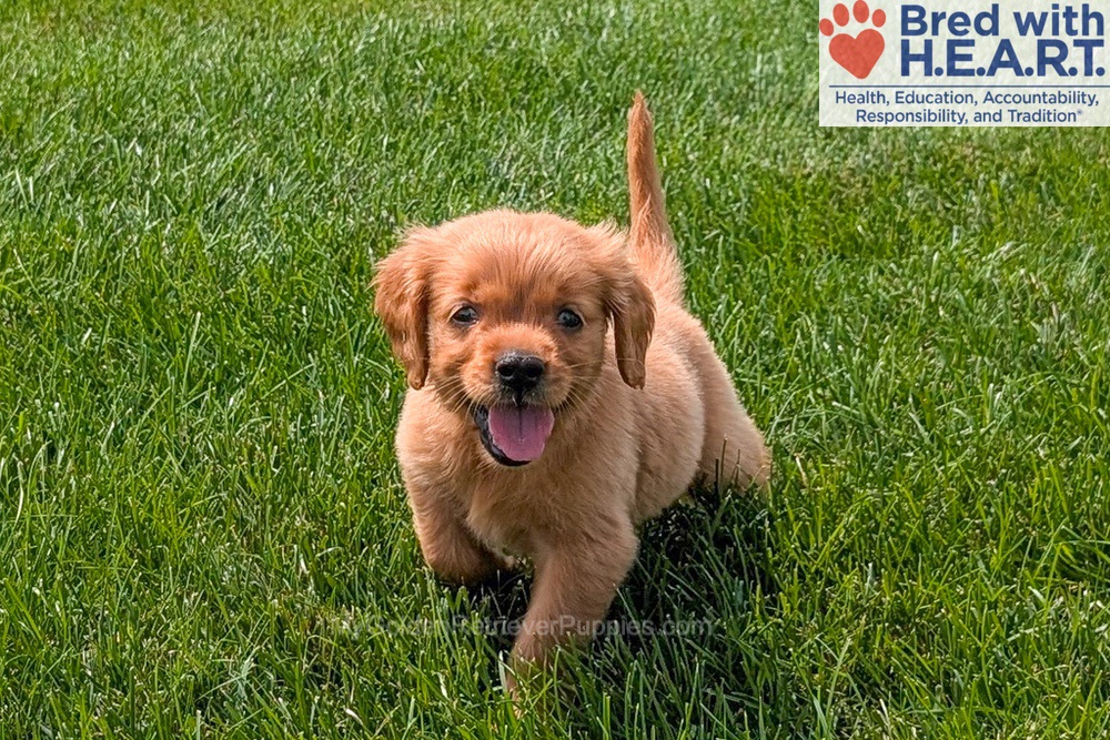 Honey Image of Honey, a Golden Retriever puppy