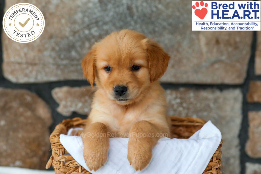 Peaches Image of Peaches, a Golden Retriever puppy