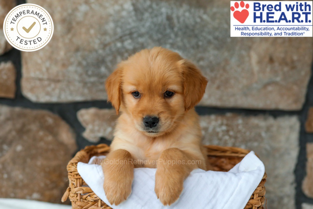 Peaches Image of Peaches, a Golden Retriever puppy