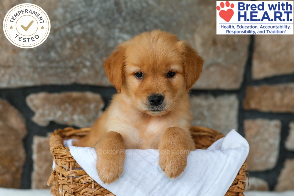 Peaches Image of Peaches, a Golden Retriever puppy