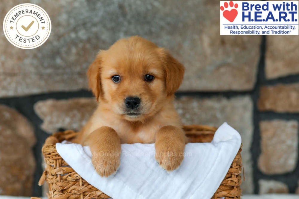 Peaches Image of Peaches, a Golden Retriever puppy