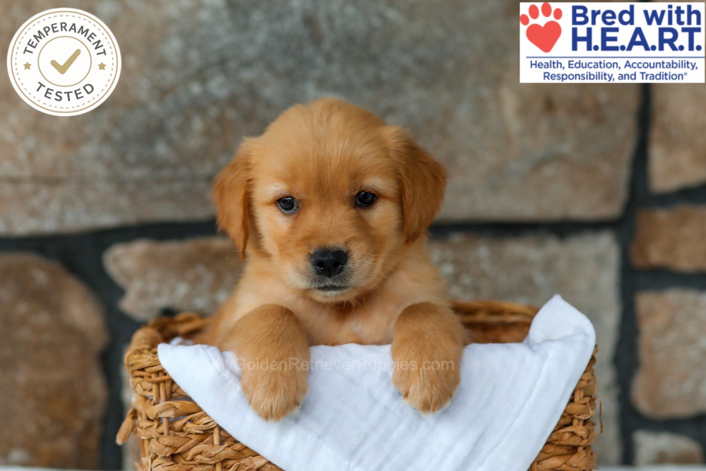 Peaches Image of Peaches, a Golden Retriever puppy