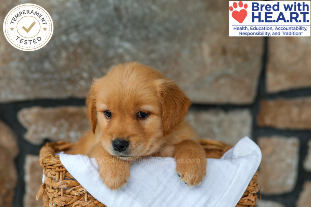 Peaches Image of Peaches, a Golden Retriever puppy