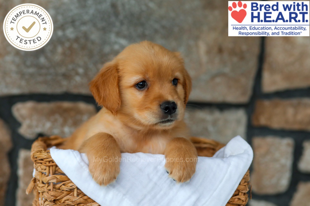 Peaches Image of Peaches, a Golden Retriever puppy