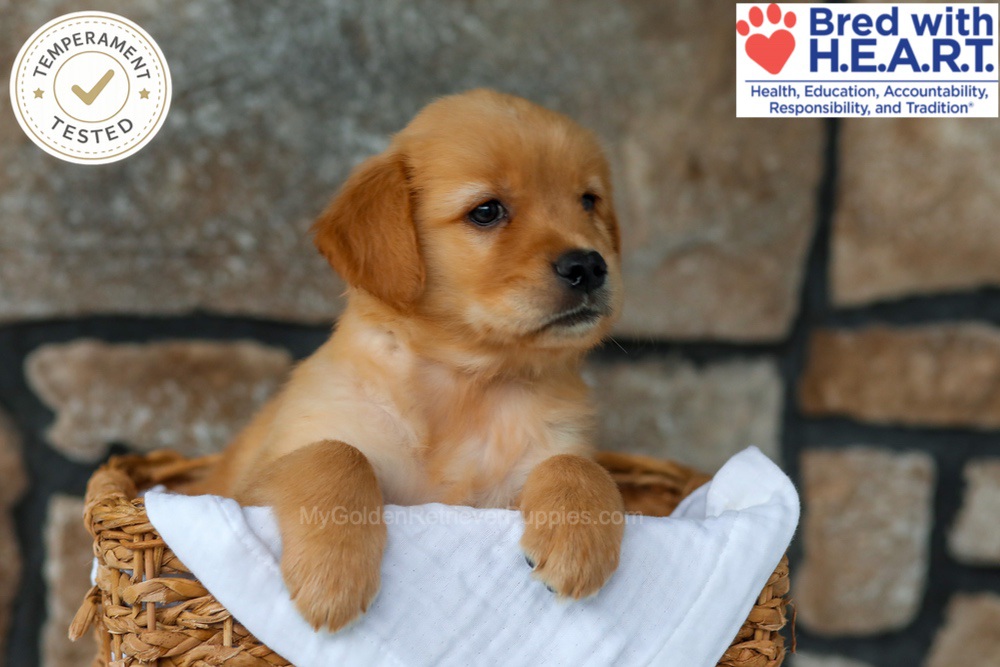 Peaches Image of Peaches, a Golden Retriever puppy