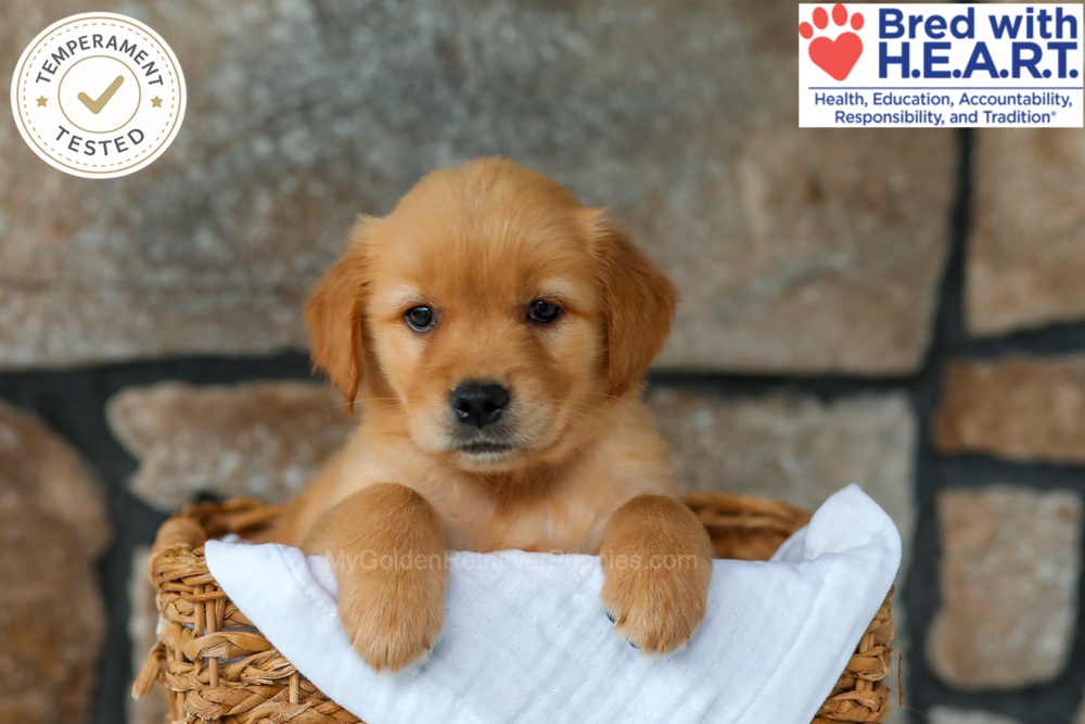 Peaches Image of Peaches, a Golden Retriever puppy