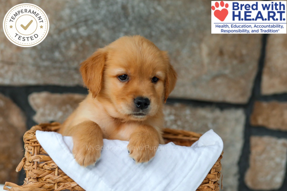 Peaches Image of Peaches, a Golden Retriever puppy