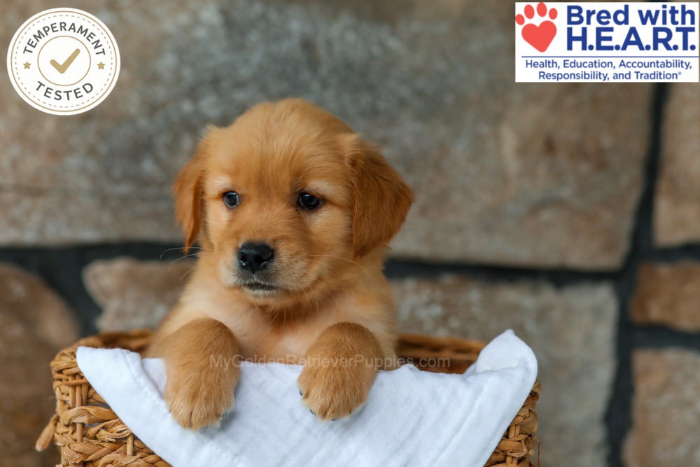 Peaches Image of Peaches, a Golden Retriever puppy