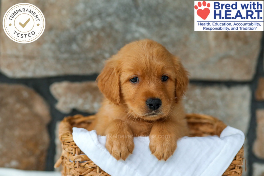 Quince Image of Quince, a Golden Retriever puppy