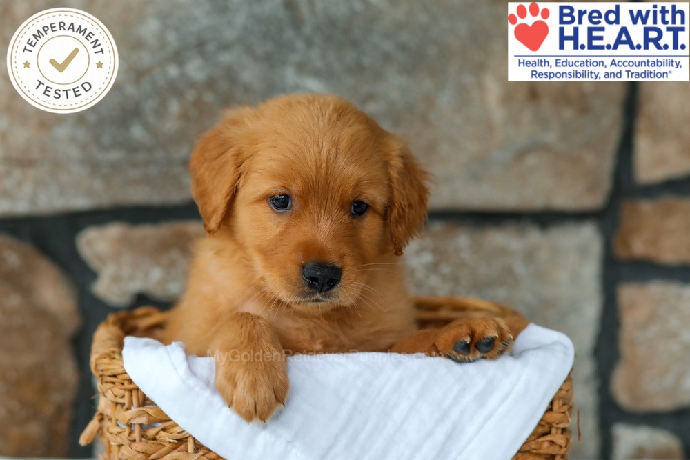 Quince Image of Quince, a Golden Retriever puppy