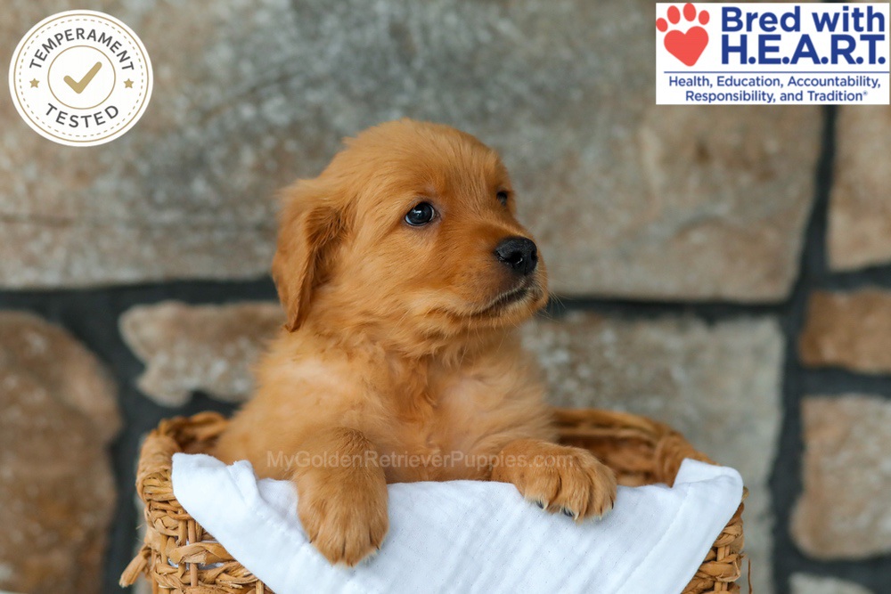 Quince Image of Quince, a Golden Retriever puppy