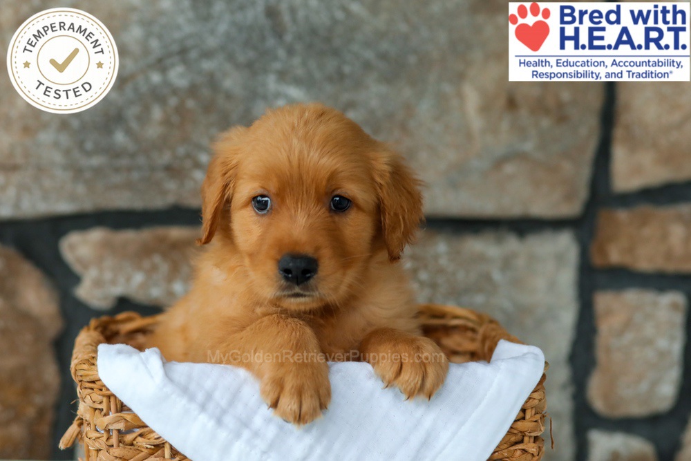Quince Image of Quince, a Golden Retriever puppy