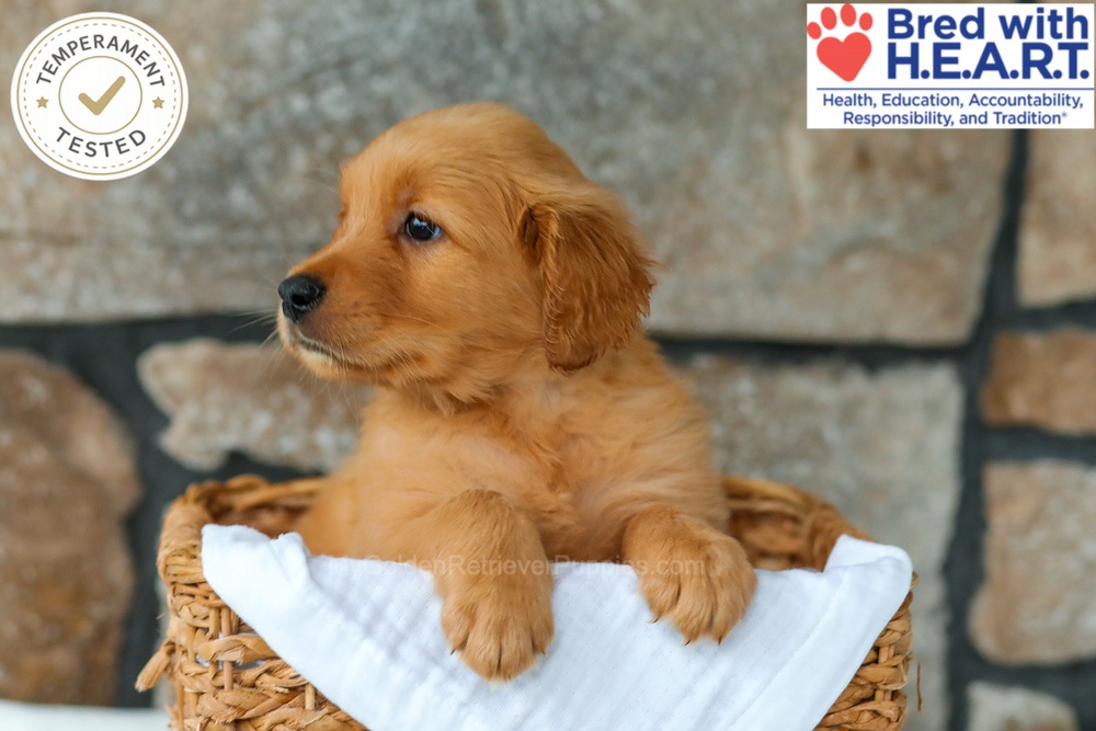 Quince Image of Quince, a Golden Retriever puppy