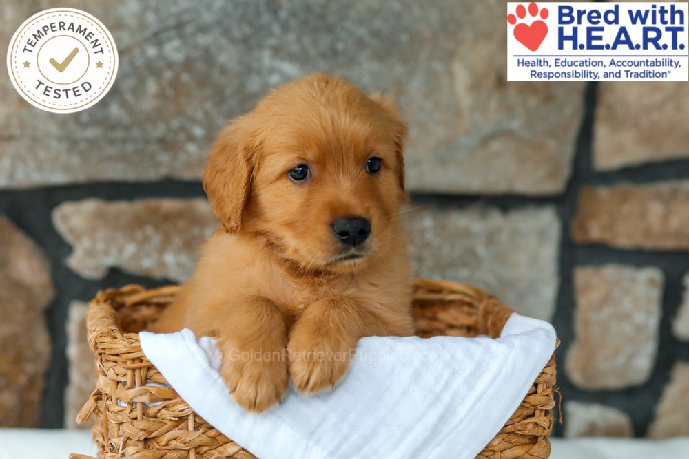 Quince Image of Quince, a Golden Retriever puppy
