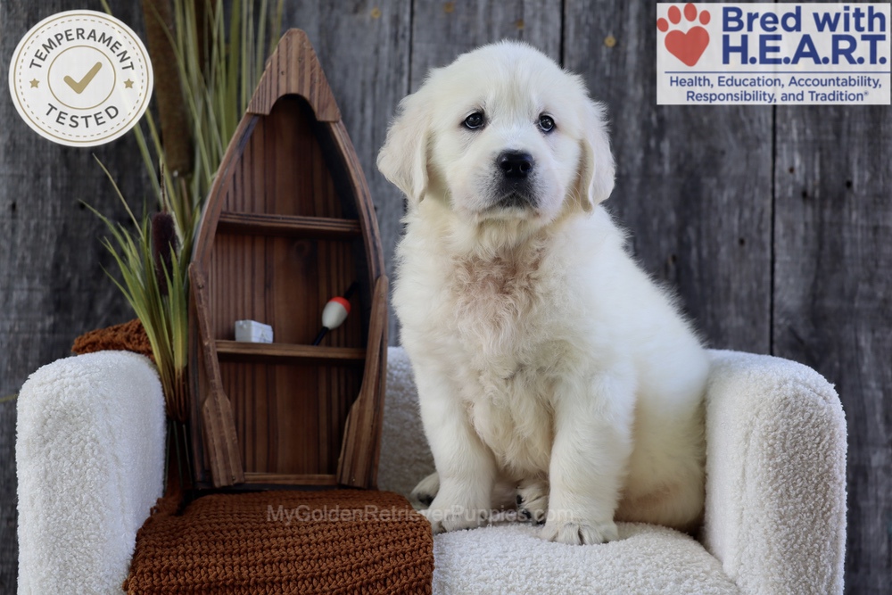 River Image of River, a Golden Retriever puppy