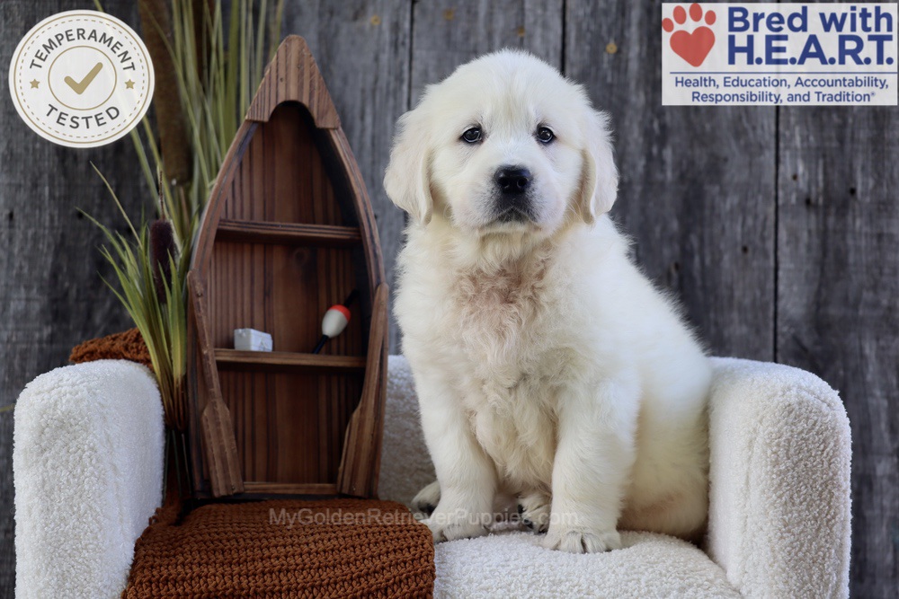 River Image of River, a Golden Retriever puppy