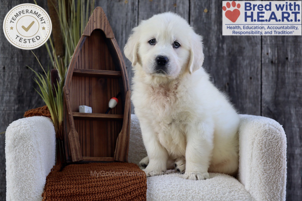 River Image of River, a Golden Retriever puppy
