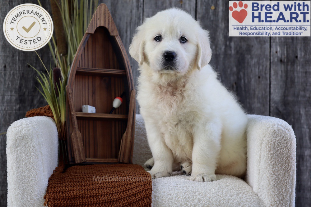 River Image of River, a Golden Retriever puppy