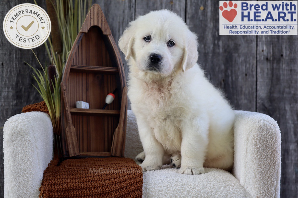 River Image of River, a Golden Retriever puppy