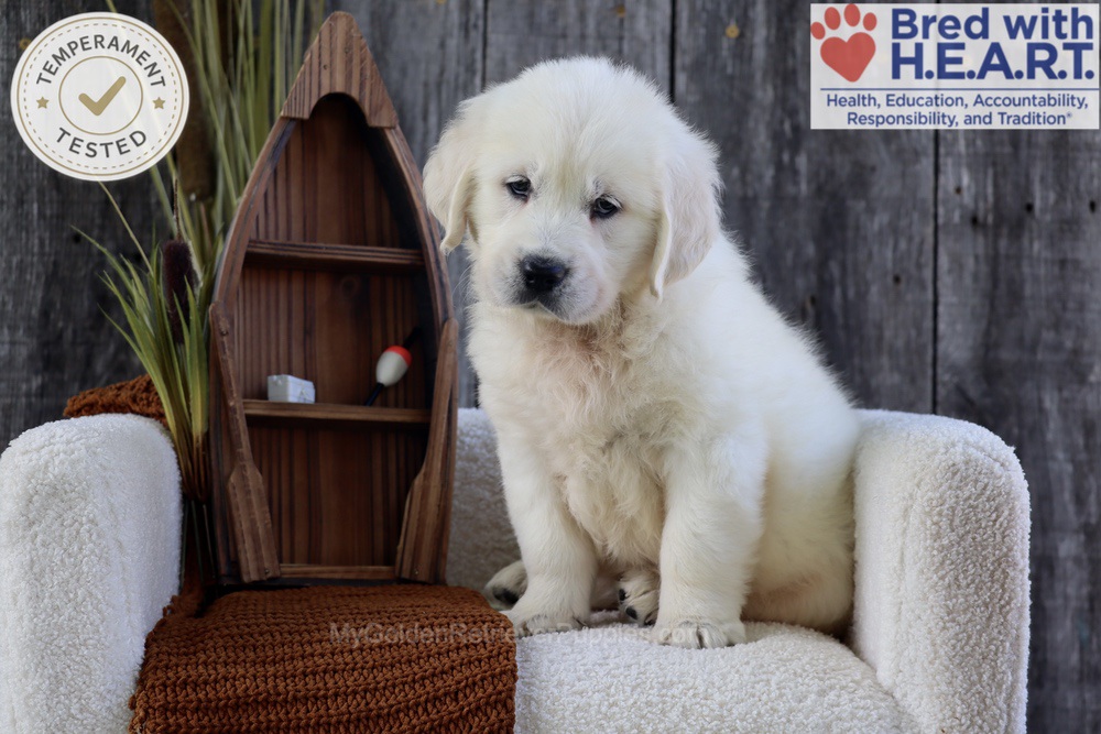 River Image of River, a Golden Retriever puppy