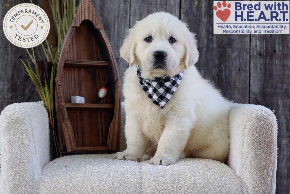River Image of River, a Golden Retriever puppy