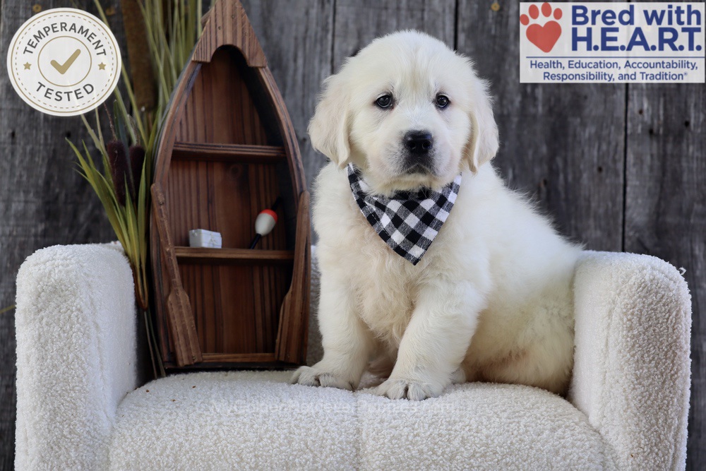 River Image of River, a Golden Retriever puppy