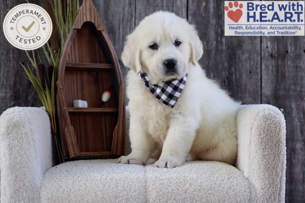 River Image of River, a Golden Retriever puppy